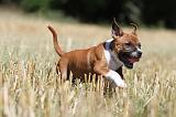 STAFFIE 121
